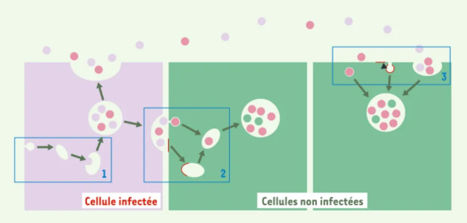 Figure 1. Mécanismes possibles du transfert intercellulaire des exosomes. Les exosomes corres- corres-pondent aux vésicules intraluminales des endosomes