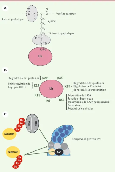 Figure  2. Les  différentes  chaînes  d’ubiquitine.    A. La  liaison  isopeptidique.  L’ubiquitine  est  conjuguée  sur  ses  substrats  via une  liaison isopeptique entre son extrémité carboxyterminale et le groupement ε-NH2 des lysines acceptrices de ce