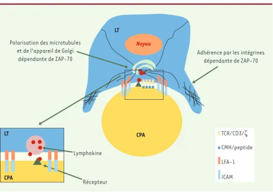 Figure 4. Contrôle de l’interaction lymphocyte T/cellule présentatrice d’antigènes par ZAP-70