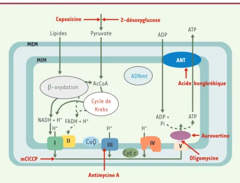 Figure 1. Synthèse de l’ATP par les phosphorylations oxydatives mitochondriales. Cette synthèse de l’ATP  fait  intervenir  deux  réactions  successives: l’oxydation  par  la  chaîne  respiratoire  des   sub-strats  provenant  du  métabolisme  des  lipides