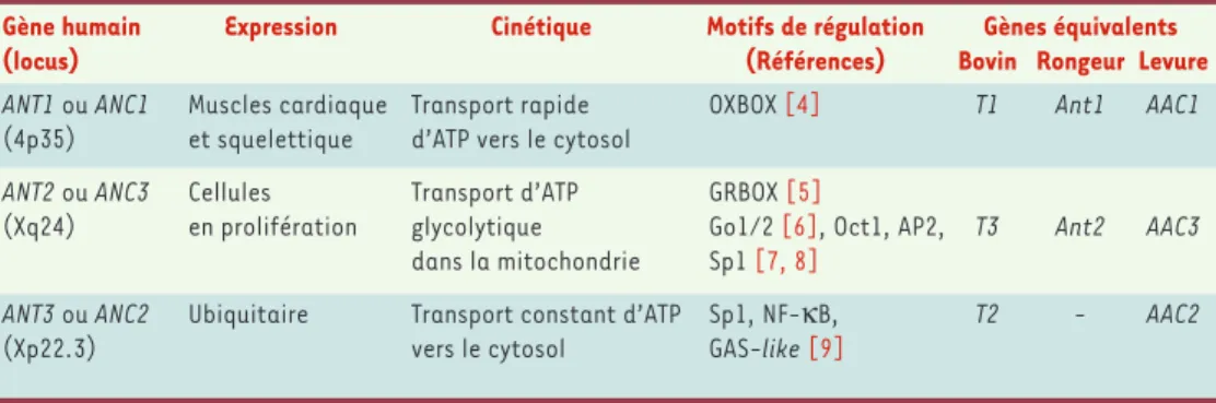 Tableau  I. Nomenclature  et  expression  des  gènes  ANT chez  l’homme  et  dans  différentes  espèces