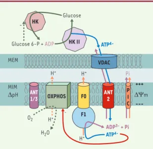 Figure  3. Modèle  d’importation  d’ATP  et  d’inhibition  des OXPHOS dans la cellule tumorale