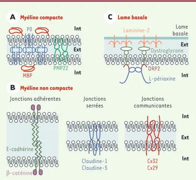 Figure 3. Organisation moléculaire des interactions gliales autotypiques et de la connexion ente la cellule gliale et la lame basale, dans le système nerveux  péri-phérique