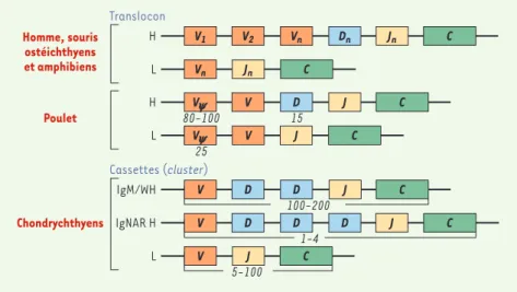 Figure  3. Organisation  des  gènes  codant  pour  les  immunoglobulines  chez  les  vertébrés
