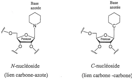 Figure 1.1 : Comparaison entre un C-nucléoside et un N-nucléoside.