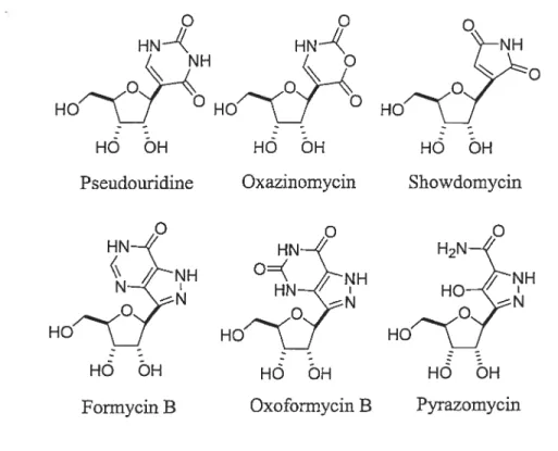 Figure 1.2 C-Nucléosides naturels de petite taille.