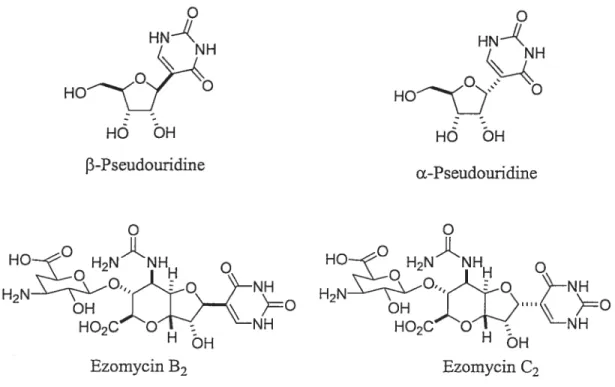 Figure 1.5 Comparaison entre la pseudouridine et les ezomycins.