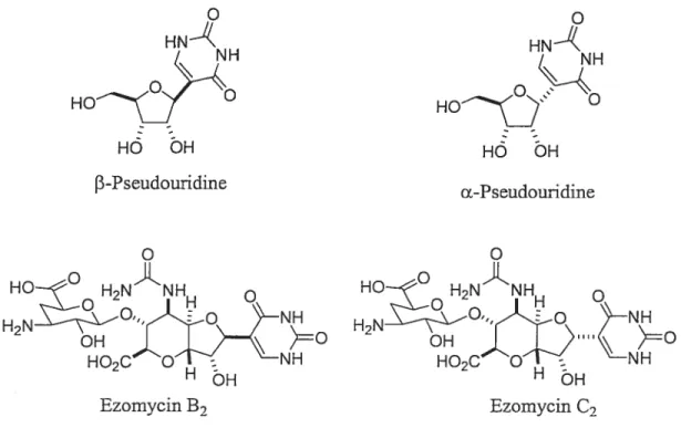 Figure 1.5 Comparaison entre la pseudouridine et les ezomycins.