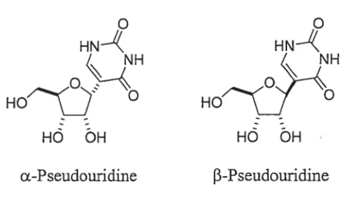 Figure 2.1 : Structure de la a et f3-pseudouridine.