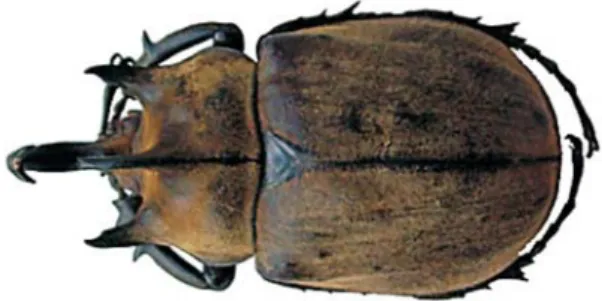 Figura 1:  Disdercus hercules (Linnaeus, 1758) Figura 2:  Megasoma gyas (Herbst, 1758) macho
