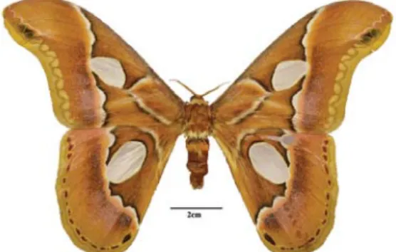 Figura 10:  Paradaemonia pluto (Westwood, [1854]) Figura 11:  Rhescyntis pseudomartii Lemaire, 1976