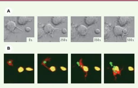 Figure 1. Interactions entre la cellule dendritique et le lymphocyte T. La cellule dendritique pro- pro-jette ses dendrites de façon aléatoire jusqu’à ce qu’une dendrite rencontre un lymphocyte T