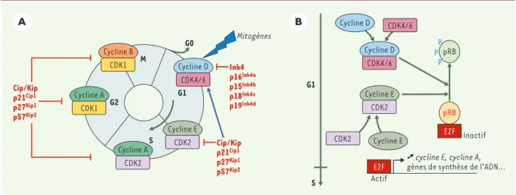 Figure 1. Cycle cellulaire chez les mammifères et complexes cyclines-CDK. A. Le cycle cellulaire est composé de quatre phases G1, S, G2 et M