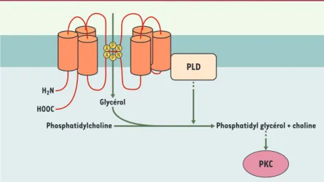 Figure 1. Interaction fonctionnelle entre l’aquaporine 3 et la phospholipase D. La perméabilité de l’aquaporine 3 au glycérol facilite la formation du phosphatidylglycérol, catalysée par la  phos-pholipase D (PLD)
