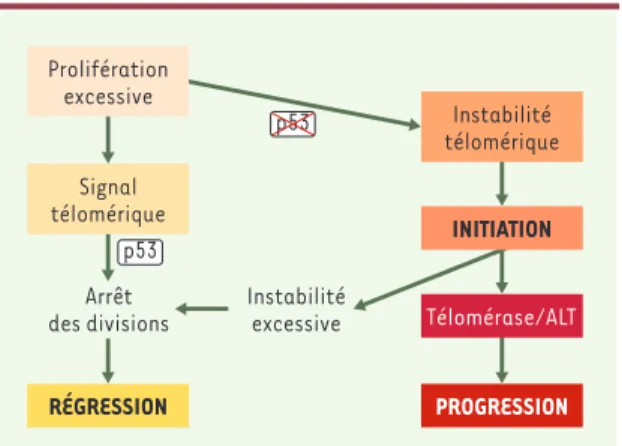 Figure 1. Un modèle de développement tumoral.  Ce schéma est fondé  sur  la  compilation  de  nombreuses  données   bibliogra-phiques dont certaines sont présentées dans le texte