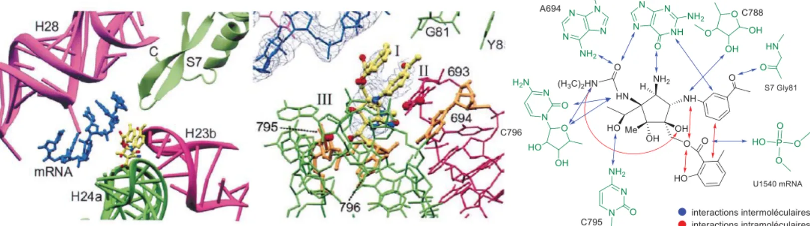 Figure 1.4 : Interactions clés entre la pactamycine et l’unité ribosomale impliquée 22 
