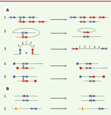 Figure  2. Instabilité  génétique  associée  à  un  excès  de  recombinaison  homo- homo-mogue