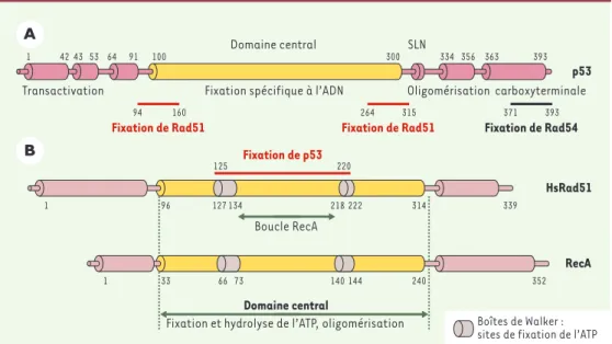 Figure 3. Structure de p53 et des protéines de recombinaison homologue Rad51 (humaine) et RecA (bactérienne).