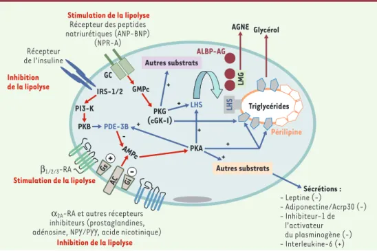 Figure 1. Contrôle de la lipolyse dans l’adipocyte humain. Les récepteurs β- et α 2A -adrénergiques (RA) sont couplés positivement ou négativement à l’adénylyl cyclase et à la production d’AMPc par des protéines G hétérotrimériques (Gs et Gi)
