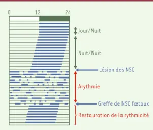 Figure  1.  Propriétés  fondamentales  de  l’horloge  des  NSC : entraînement et « libre-cours »