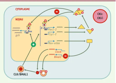 Figure 2. Vue simplifiée des mécanismes moléculaires de l’horloge circadienne. Un hétérodimère CLK/BMAL1  est  transloqué  dans  le  noyau  où  il  agit  comme  stimulateur  de  la  transcription  de gènes  possédant  des E-box