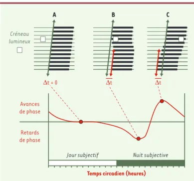 Figure  3. Analyse  de  l’entraînement  des  rythmes : la  courbe  de  réponse  de phase