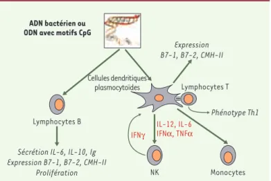 Figure 1. L’ADN bactérien et les CpG-ODN ont une action directe sur les lympho- lympho-cytes  B  et  les  cellules  dendritiques  plasmocytoïdes  chez  les  mammifères