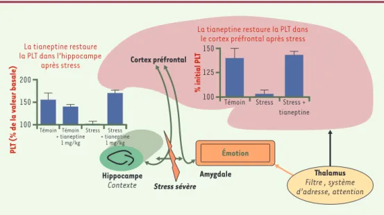 Figure 3. Interaction du cortex préfrontal avec l’amygdale et l’hippocampe, et impact du stress