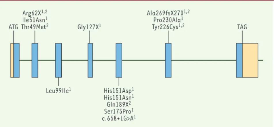 Figure  2. Structure  du  gène  RDH12 et  mutations  identifiées  comme  responsables  d’amaurose congénitale de Leber et de dystrophie rétinienne sévère de l’enfant.