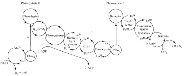 Figure 1.2  Cascade rédox de transfert d'énergie dans le  photosystème naturel des  plantes vertes 5 