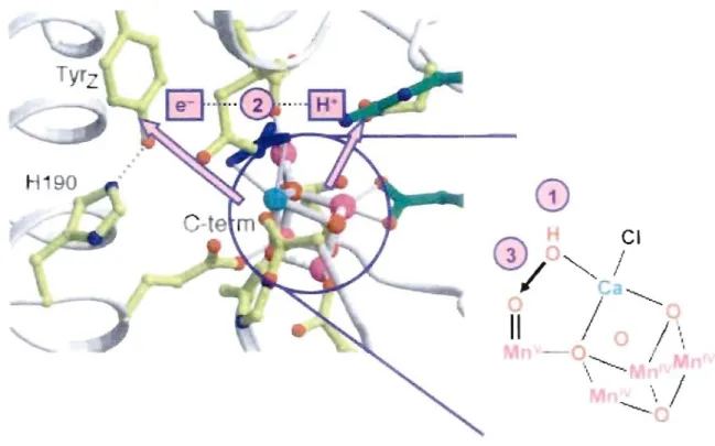 Figure  1.3  Structure rayon  X à  3,4  Â  de résolution du  site d'oxydation de  l'eau dans  PSIC 