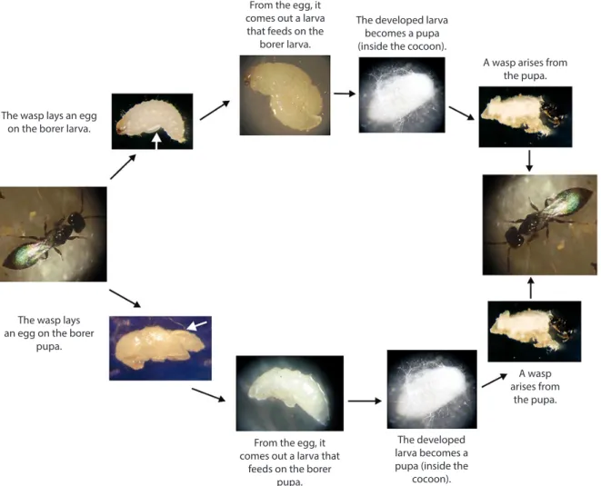 Figure 4. Parasitism stages of the Ivory Coast Wasp, Cephalonomia stephanoderis from the coffee berry  borer larva (top of the figure) and the coffee berry borer pupa (bottom).