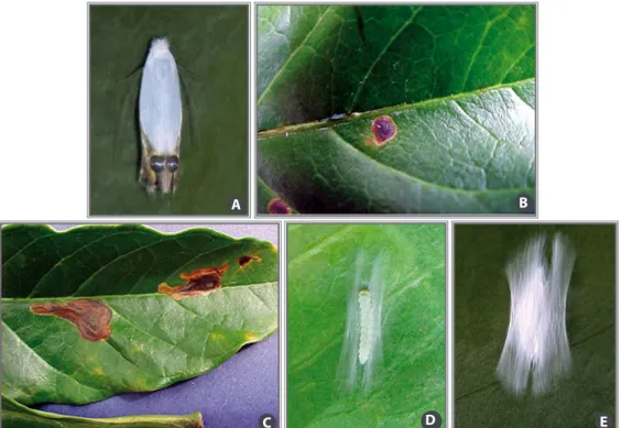 Figure 6. Moth (A); coffee leaf damage (B and C); caterpillar at the beginning of pupal stage (D); and the  characteristic X-shaped cocoon of coffee tree miner (E).