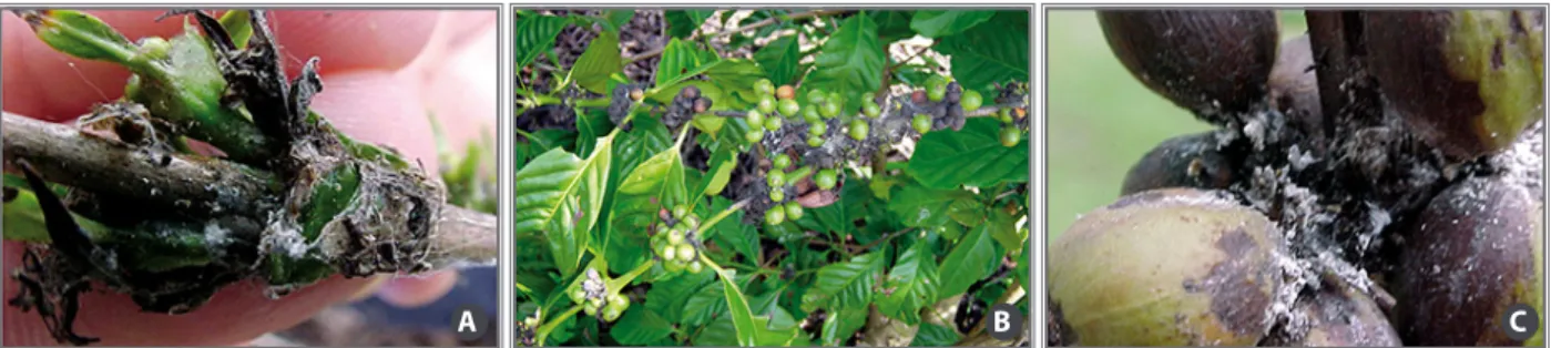 Figure 8. Coffee scale root, Dysmicoccus  texensis.