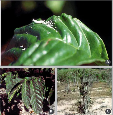 Figure 9. Orthezia colony ( Praelongorthezia praelonga )  on coffee leaves (A); leaf covered with  dark-colored fungus, commonly referred to as sooty  mold (B); and coffee plant with high defoliation  caused by the pest (C).