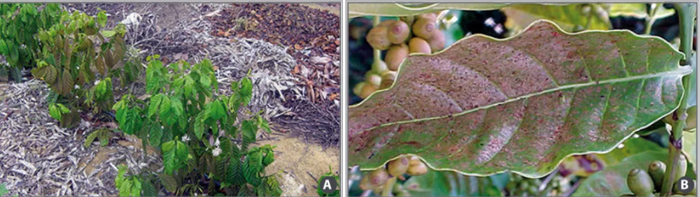 Figure 13. Plant attacked by red mite (A); and detail of the characteristic luster loss of the infested leaf  (B).