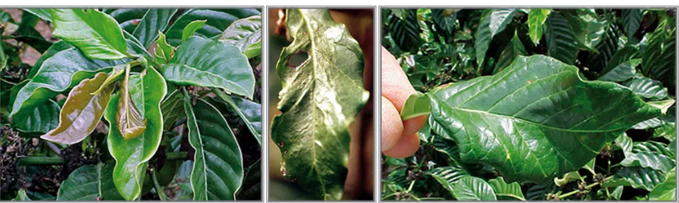Figure 14. Coffee tree leaves with the broad mite attack symptoms. 