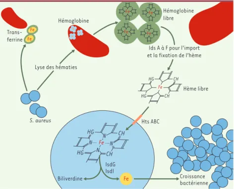 Figure  1. Système  mis  en  œuvre  par  le  staphylocoque  pour  extraire  le  fer  des  globules  rouges  à partir de l’hémoglobine