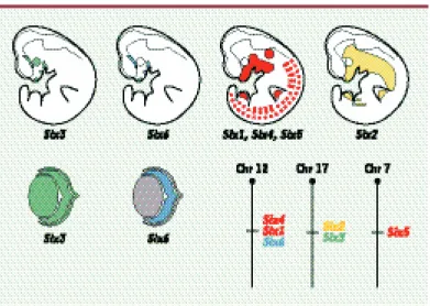 Figure  1. Profils  d’expression  des  6  gènes Six de  souris  au  cours  du  développe- développe-ment
