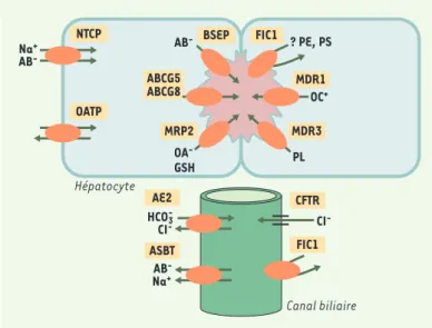 Figure  1. Localisation  des  principaux  transporteurs  hépatobiliaires. Dans  les hépatocytes,  ces  transporteurs  sont  localisés,  d’une  part,  dans  la  membrane sinusoïdale  (NTCP : Na + -taurocholate  cotransporting  polypeptide ; OATP :  orga-nic