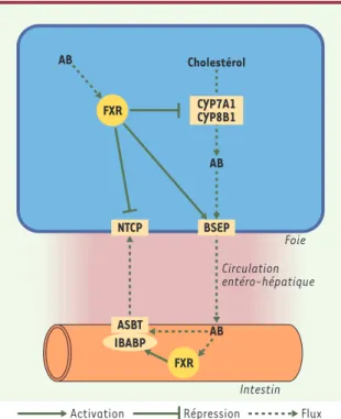 Figure  2. Régulation  de  l’homéostasie  biliaire  par  le  récepteur nucléaire  FXR