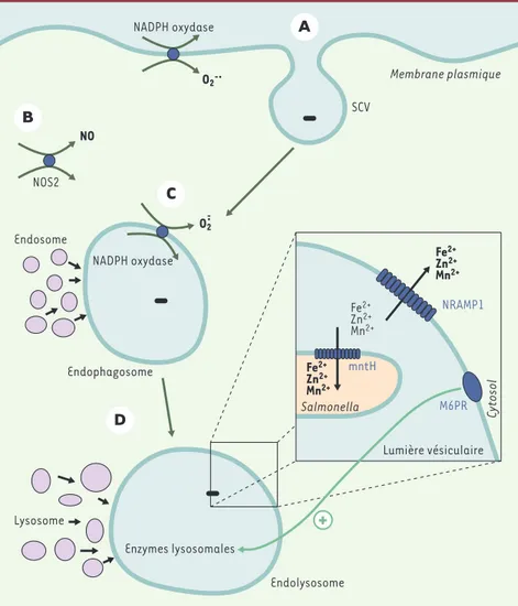 Figure 2. Acteurs moléculaires de destruction de Salmonella. À la suite de la reconnaissance du pathogène  par  les  cellules  phagocytaires  mononucléées,  la  bactérie  subit  une  internalisation (A) (formation  des  vésicules  contenant  Salmonella,  S