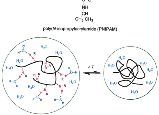 figure 1.8 The chemical structure of PNIPAM and the dehydration of PNIPAM above its LCST