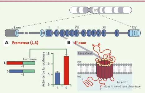 Figure  1. Structure,  localisation  chromosomique  et  polymorphismes  du  gène  codant  pour  le transporteur  de  la  sérotonine