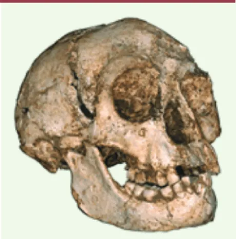 Figure 1. Crâne d’H.  floresiensis.