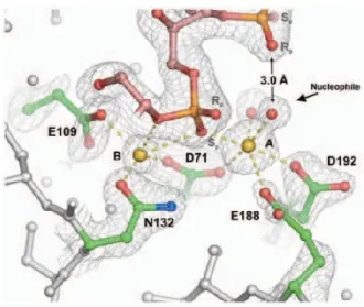 Figure 4. RNase H active site 6 .The active site RNase in complex with the RNA/DNA hybrid