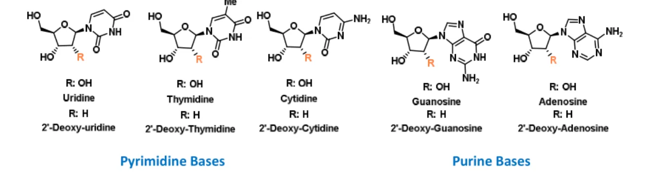 Figure 9. Natural nucleosides that constitute nucleic acids, R = H: β-D-deoxyribofuranose (DNA); R = OH β-D- β-D-deoxyribofuranose (RNA)