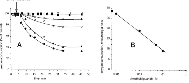 Figure 1.5.  Effect of metformin on oxygen uptake in intact isolated hepatocytes, permeabilized 