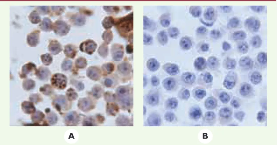 Figure 1. Transfert de la protéine HOXB4 dans des cellules hématopoïétiques humaines. Après co- co-culture avec (A) des cellules stromales sécrétant activement HOXB4, (B) les mêmes cellules  stro-males ne sécrétant pas la protéine
