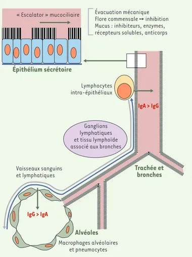 Figure 1. Bases de l’immunité des épithéliums respiratoires. L’immunité des épi- épi-théliums respiratoires repose sur les mécanismes de l’immunité innée  détermi-nés principalement par l’«escalator» mucociliaire et la présence de sécrétions muqueuses et d